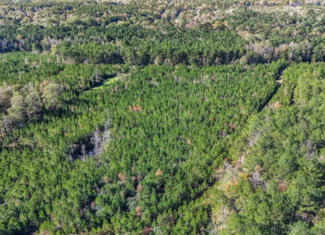 Gloster 38 – Hunting Land in Amite County, Mississippi