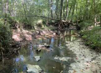 LAND FOR SALE IN TN ON PONY CREEK WITH MATURE HARDWOODS