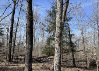 LAND FOR SALE IN HARDIN COUNTY TN, 11 ACRES