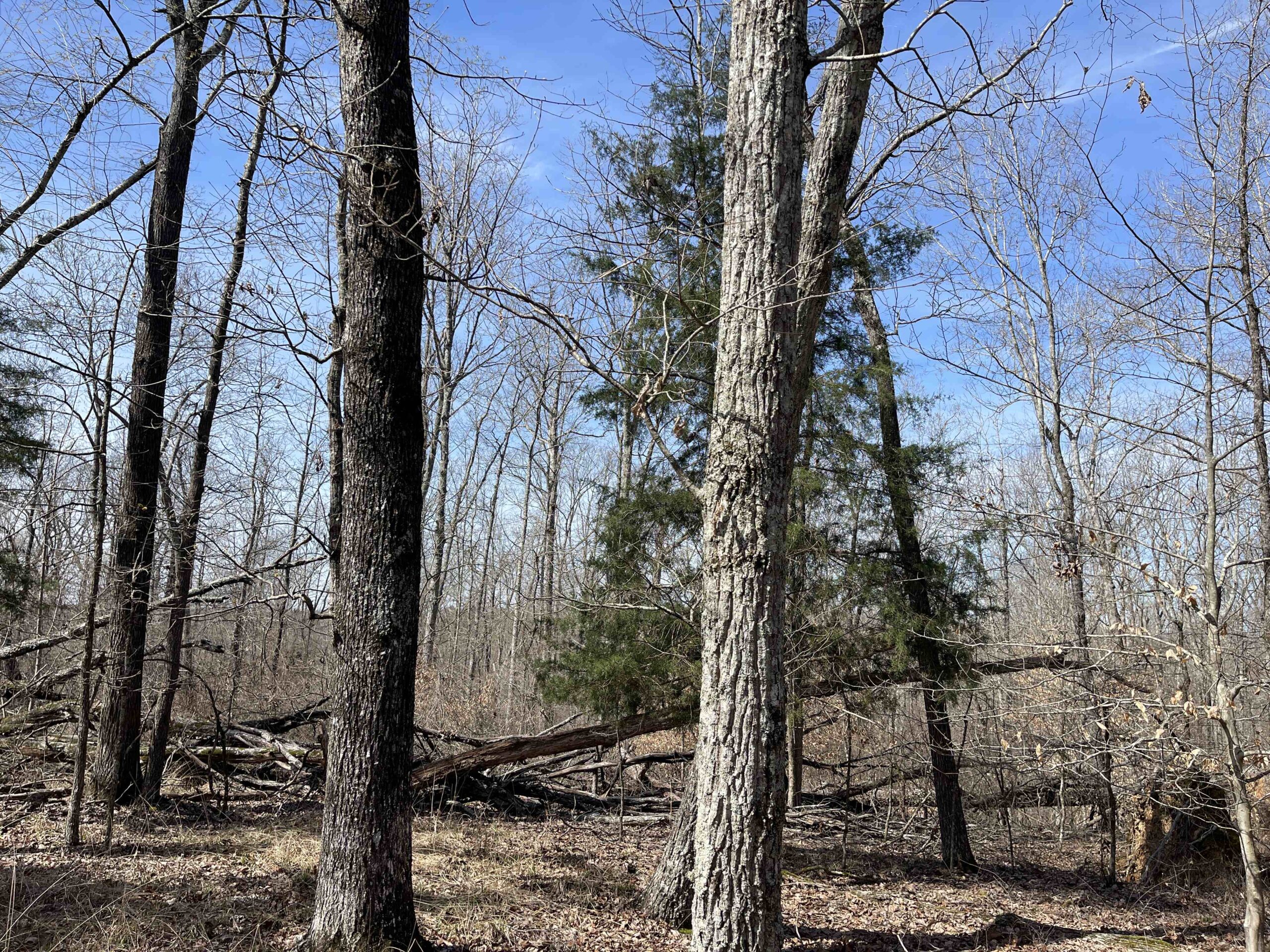 LAND FOR SALE IN HARDIN COUNTY TN, 11 ACRES