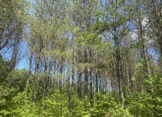 17 ACRES, WOODED, BUILDING SITE, CRP, HUNTING