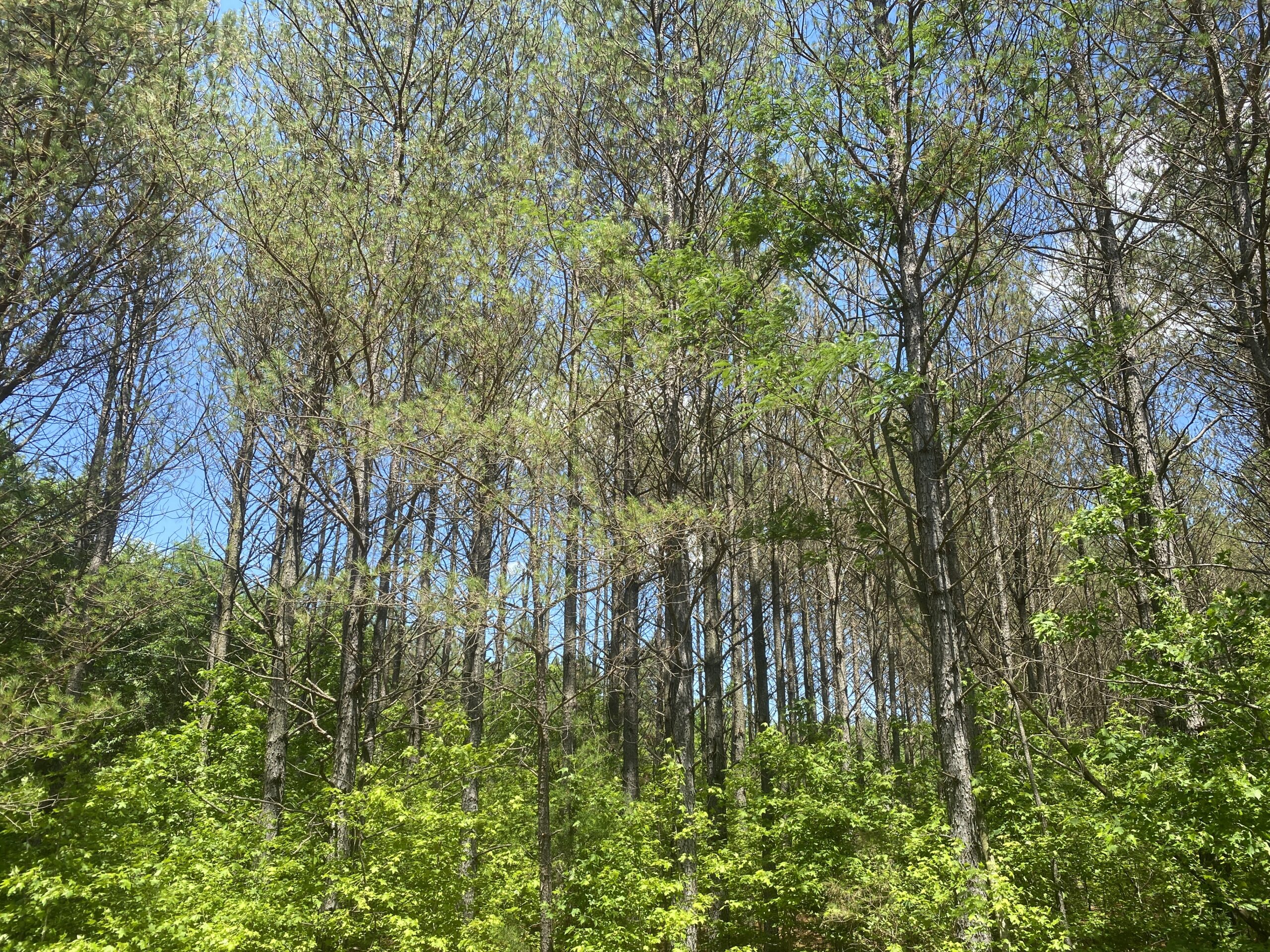 17 ACRES, WOODED, BUILDING SITE, CRP, HUNTING