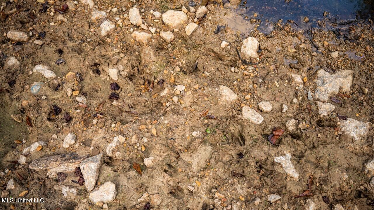 Ramsey Creek 67 Acres for Sale in Centreville, MS