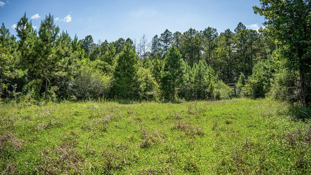 Gloster 38 – Hunting Land in Amite County, Mississippi