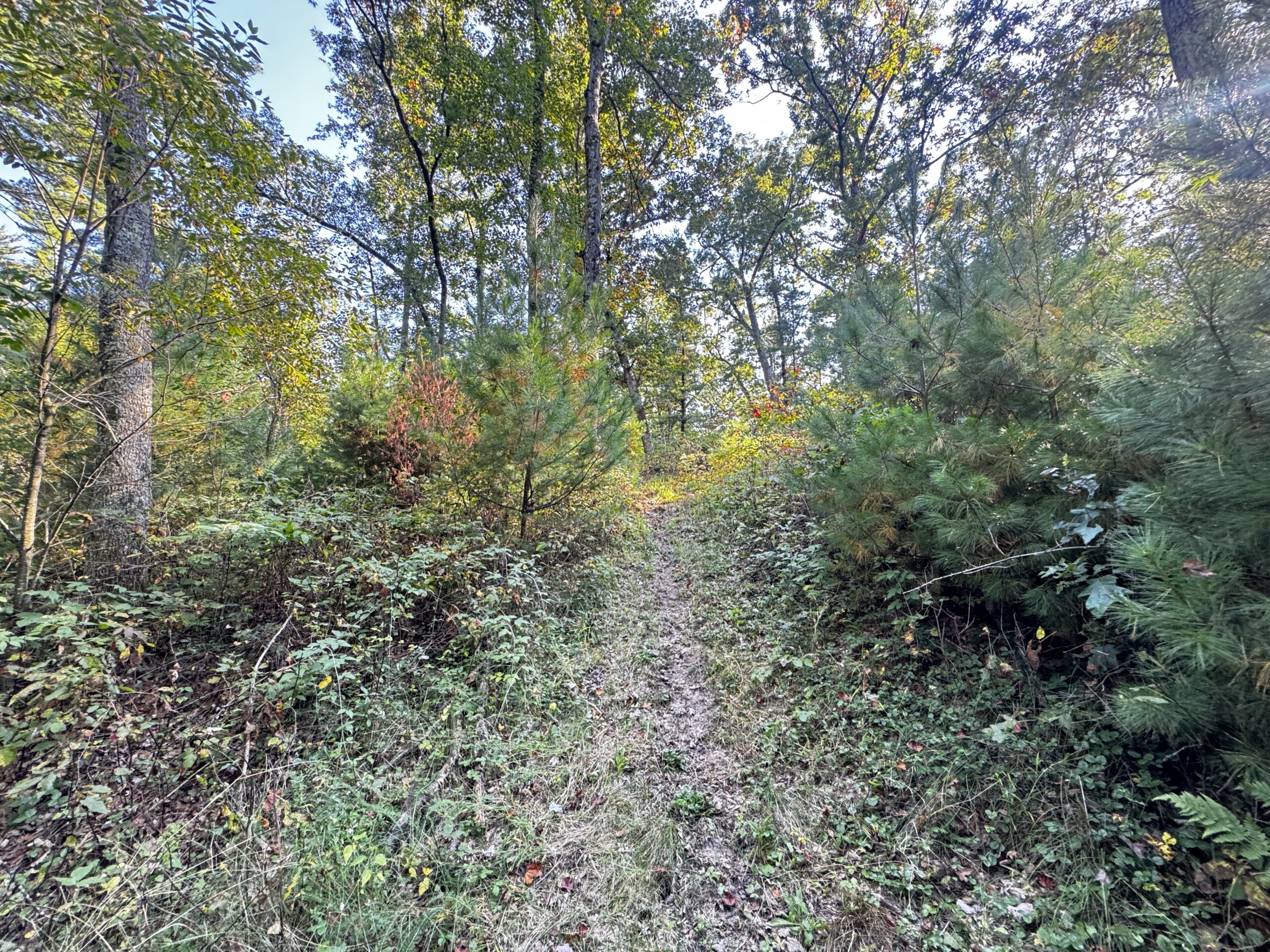 40 acres just north of Wisconsin Dells with abundant deer & turkey habitat