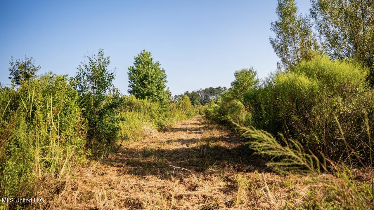 Cotton Creek 169 Acres for Sale in Amite County, MS