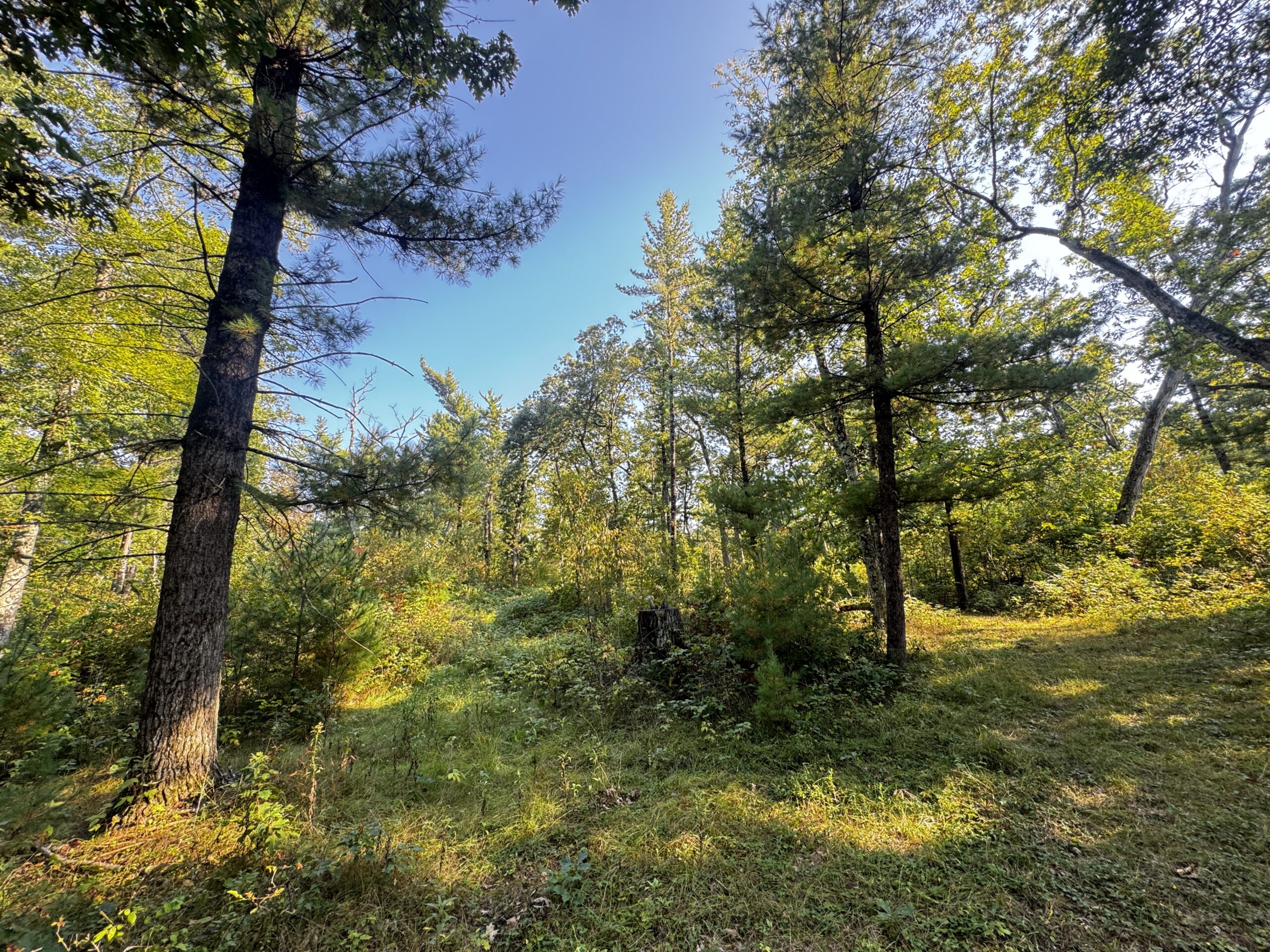 40 acres just north of Wisconsin Dells with abundant deer & turkey habitat