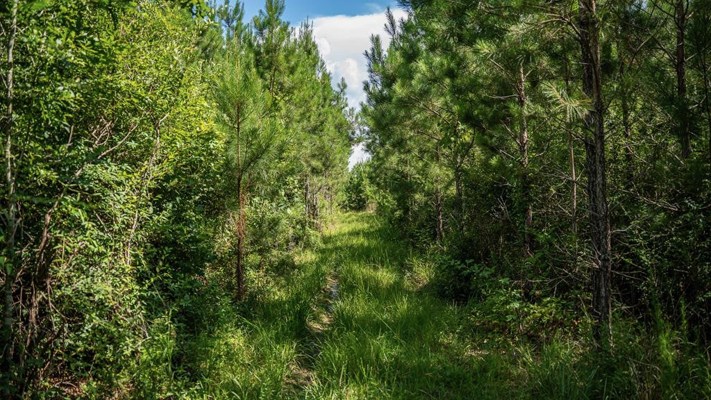 Gloster 38 – Hunting Land in Amite County, Mississippi