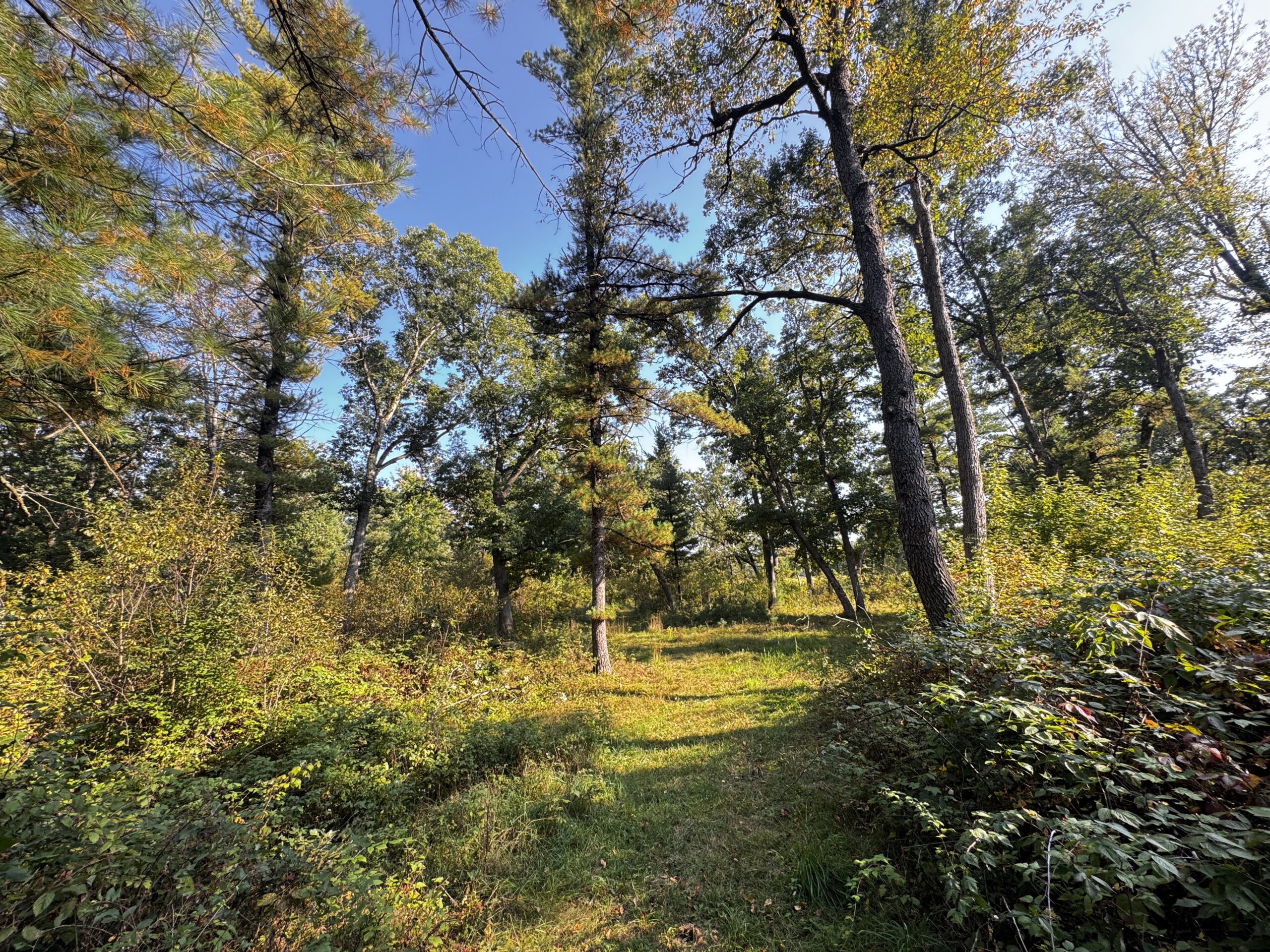 40 acres just north of Wisconsin Dells with abundant deer & turkey habitat