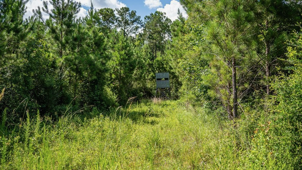 Gloster 38 – Hunting Land in Amite County, Mississippi