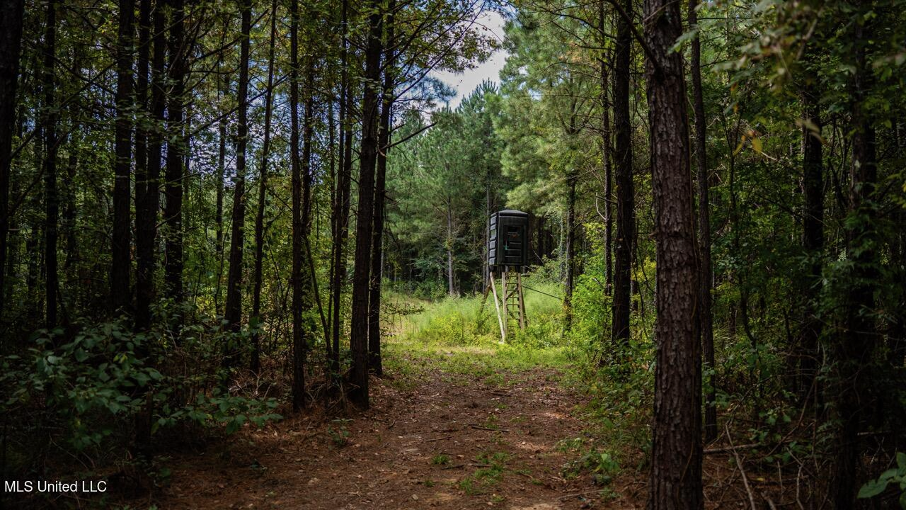 Hunting Land for Sale in Copiah County MS – Dixie Garden 46