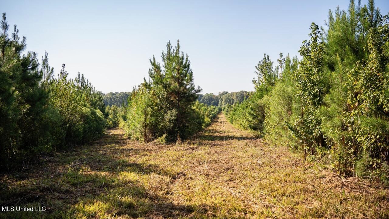 Cotton Creek 169 Acres for Sale in Amite County, MS