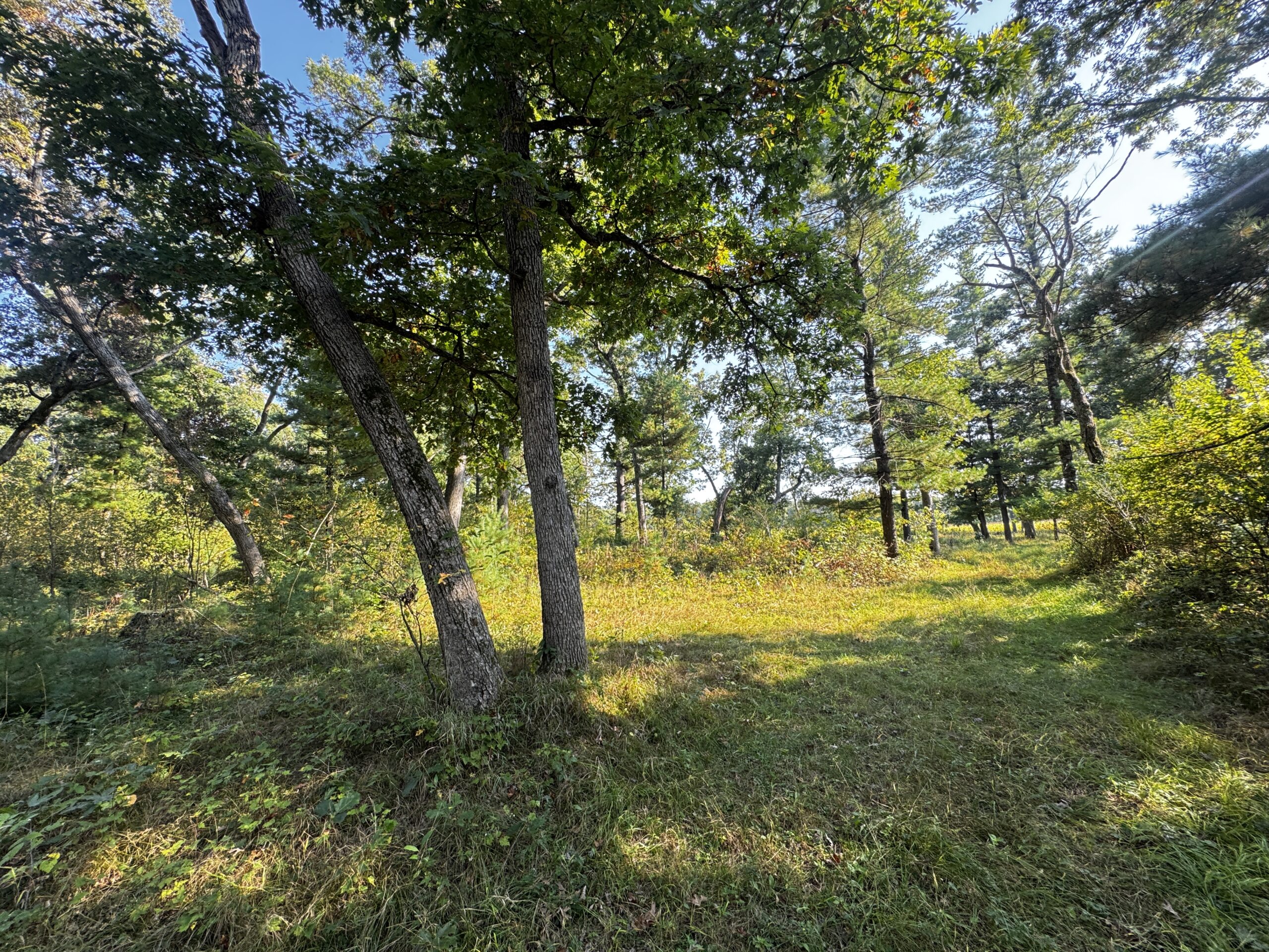 40 acres just north of Wisconsin Dells with abundant deer & turkey habitat