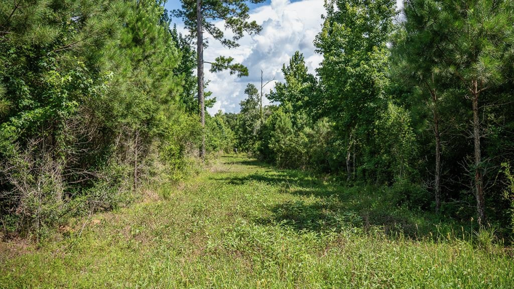 Gloster 38 – Hunting Land in Amite County, Mississippi