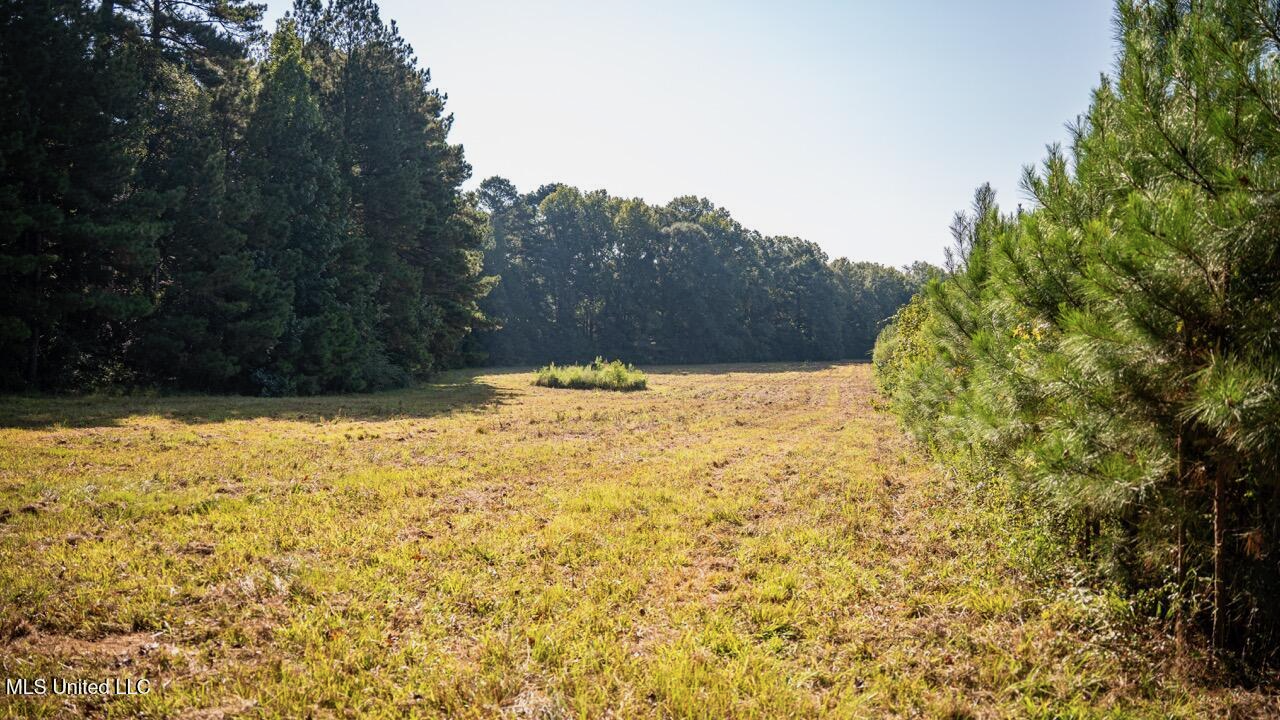 Cotton Creek 169 Acres for Sale in Amite County, MS