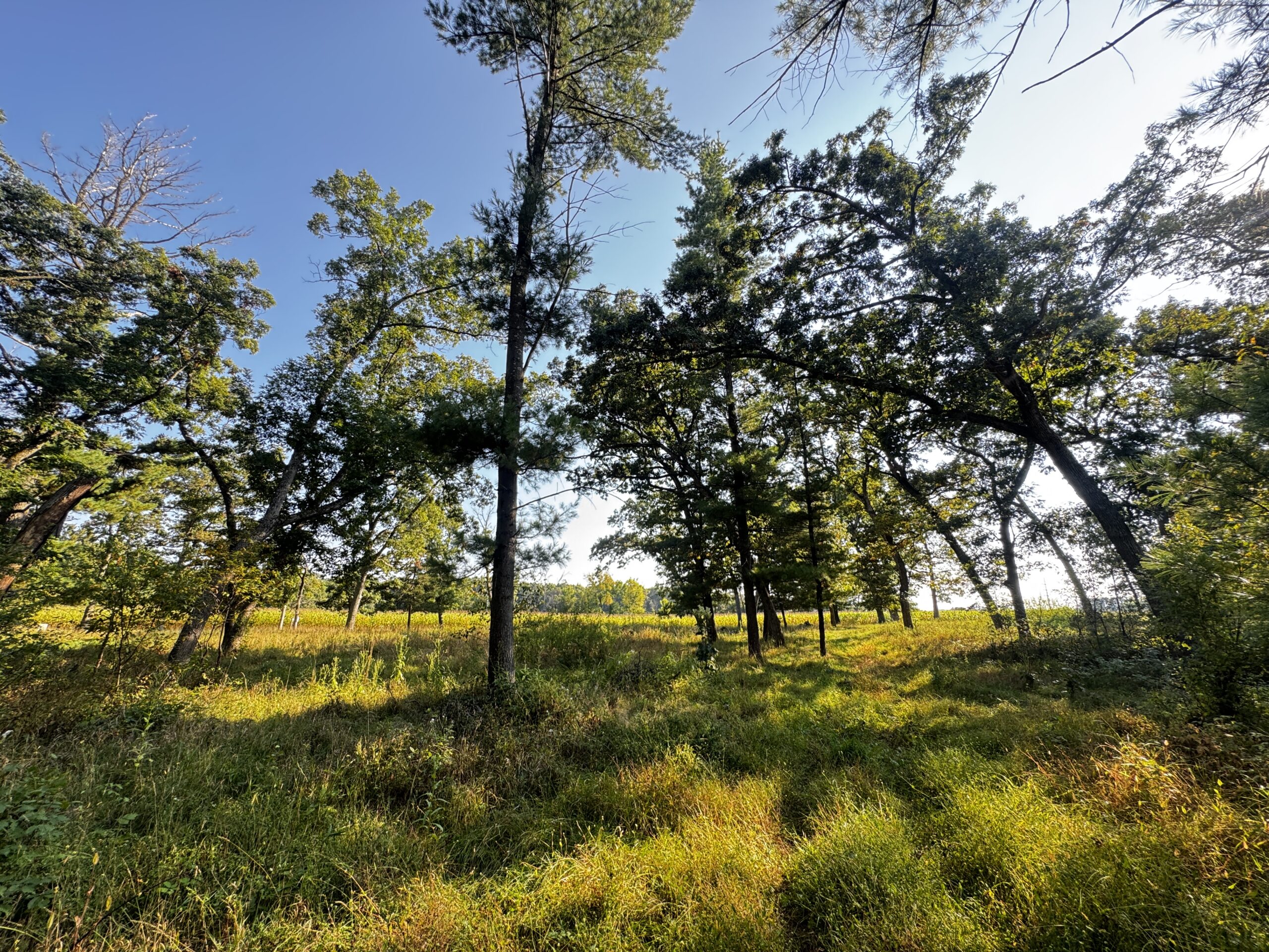 40 acres just north of Wisconsin Dells with abundant deer & turkey habitat