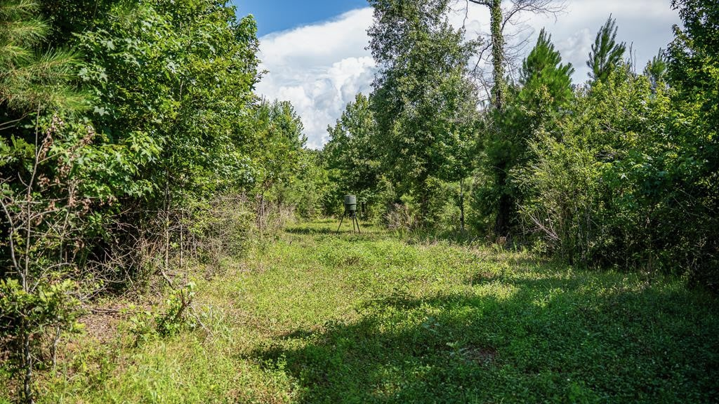 Gloster 38 – Hunting Land in Amite County, Mississippi