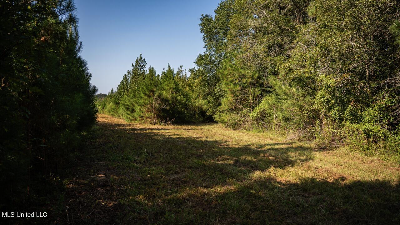 Cotton Creek 169 Acres for Sale in Amite County, MS