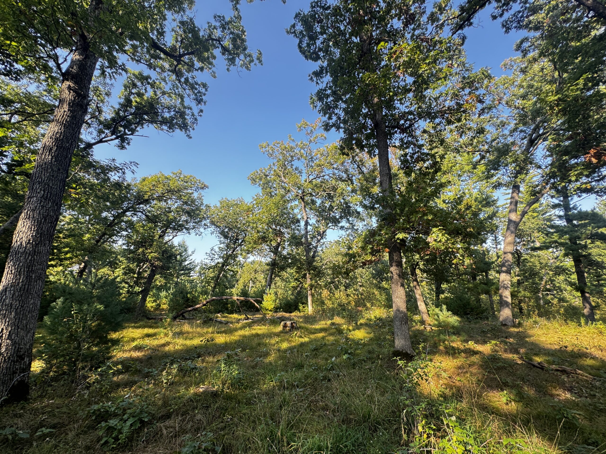 40 acres just north of Wisconsin Dells with abundant deer & turkey habitat