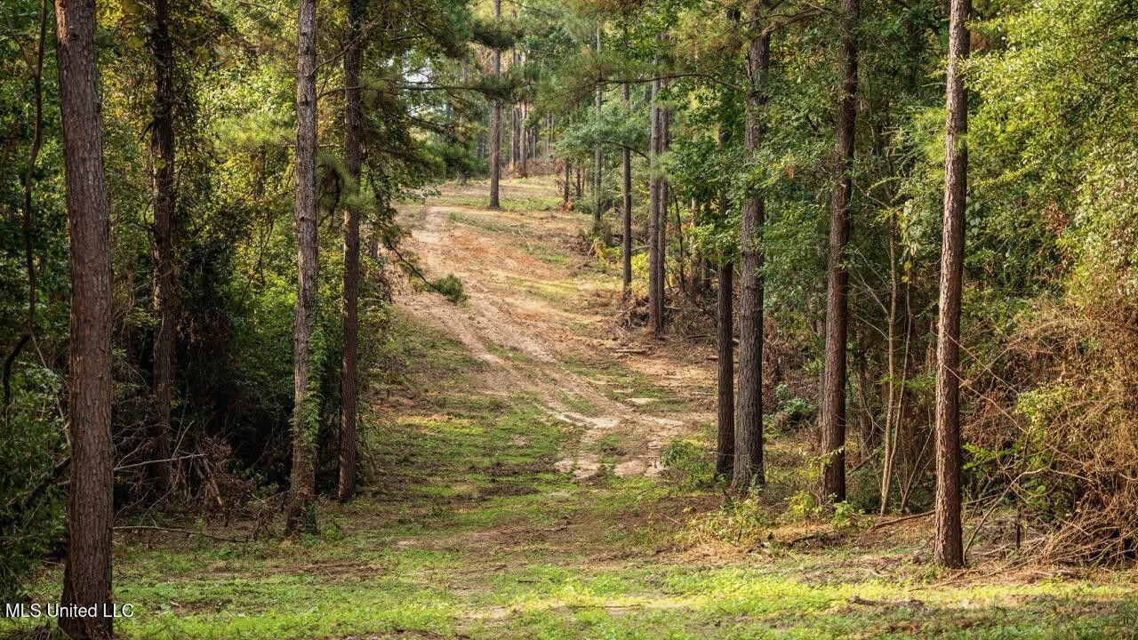 Ramsey Creek 67 Acres for Sale in Centreville, MS