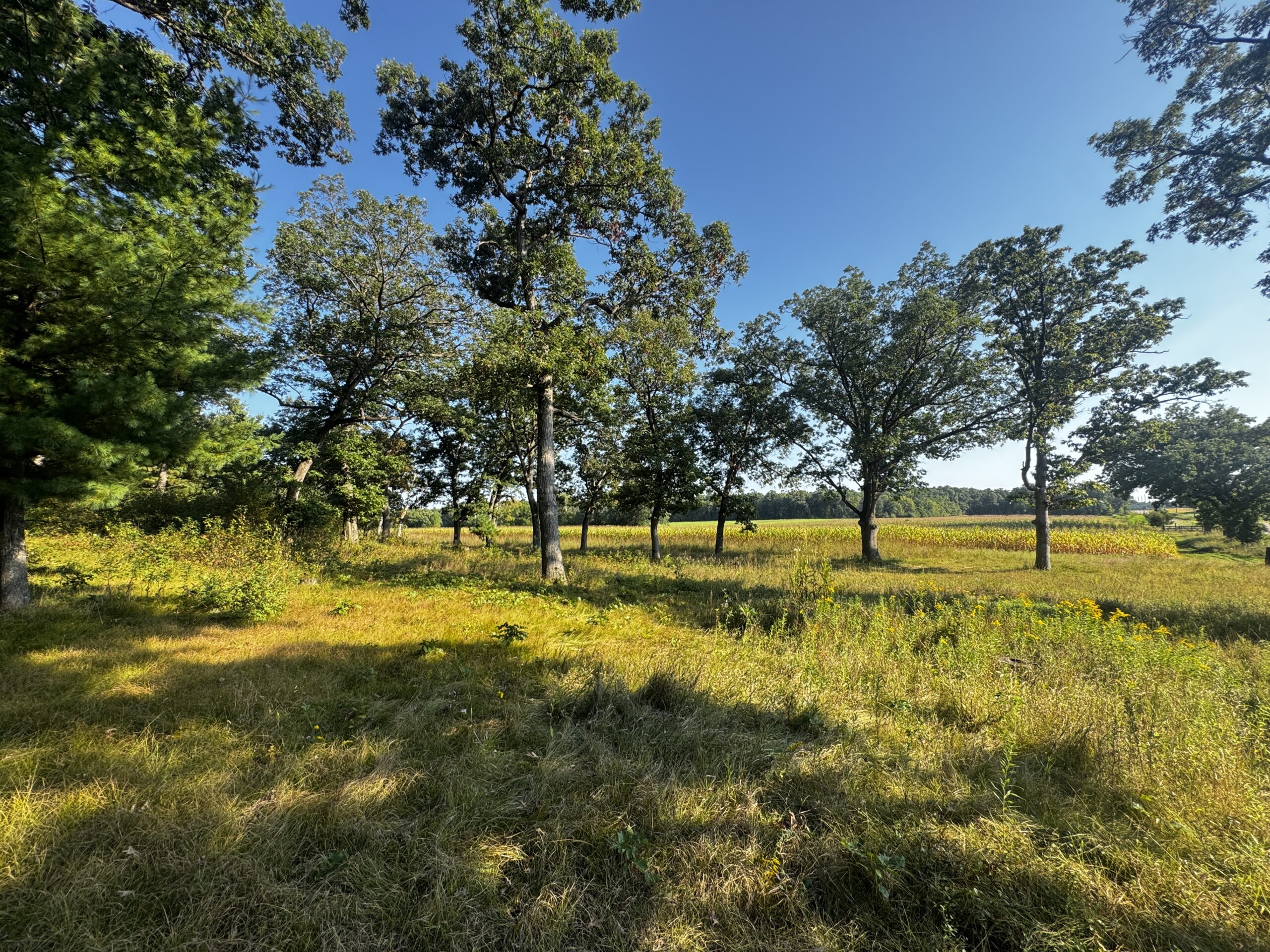 40 acres just north of Wisconsin Dells with abundant deer & turkey habitat