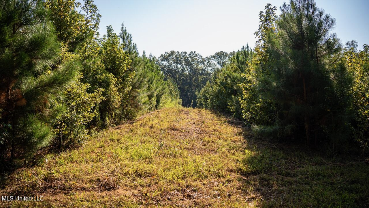 Cotton Creek 169 Acres for Sale in Amite County, MS