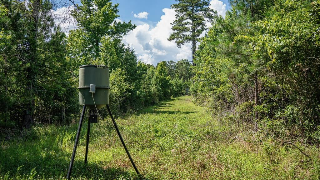 Gloster 38 – Hunting Land in Amite County, Mississippi