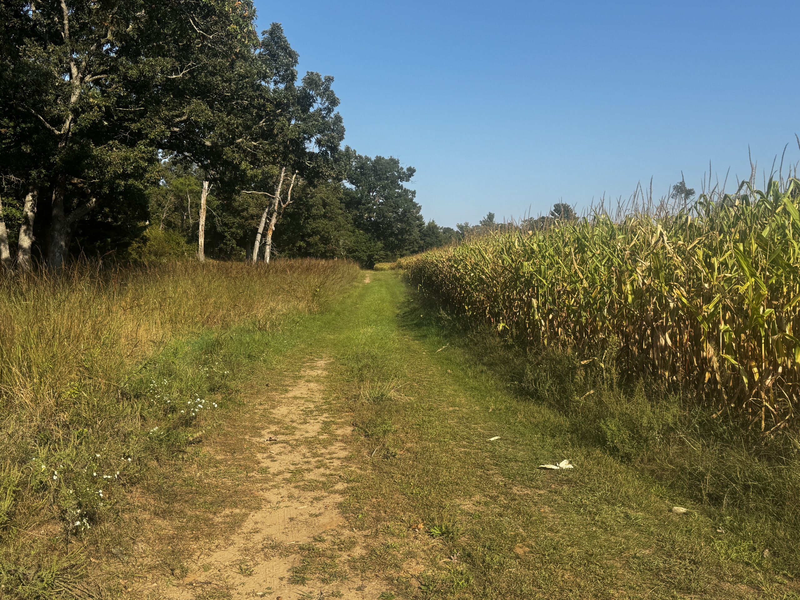 40 acres just north of Wisconsin Dells with abundant deer & turkey habitat