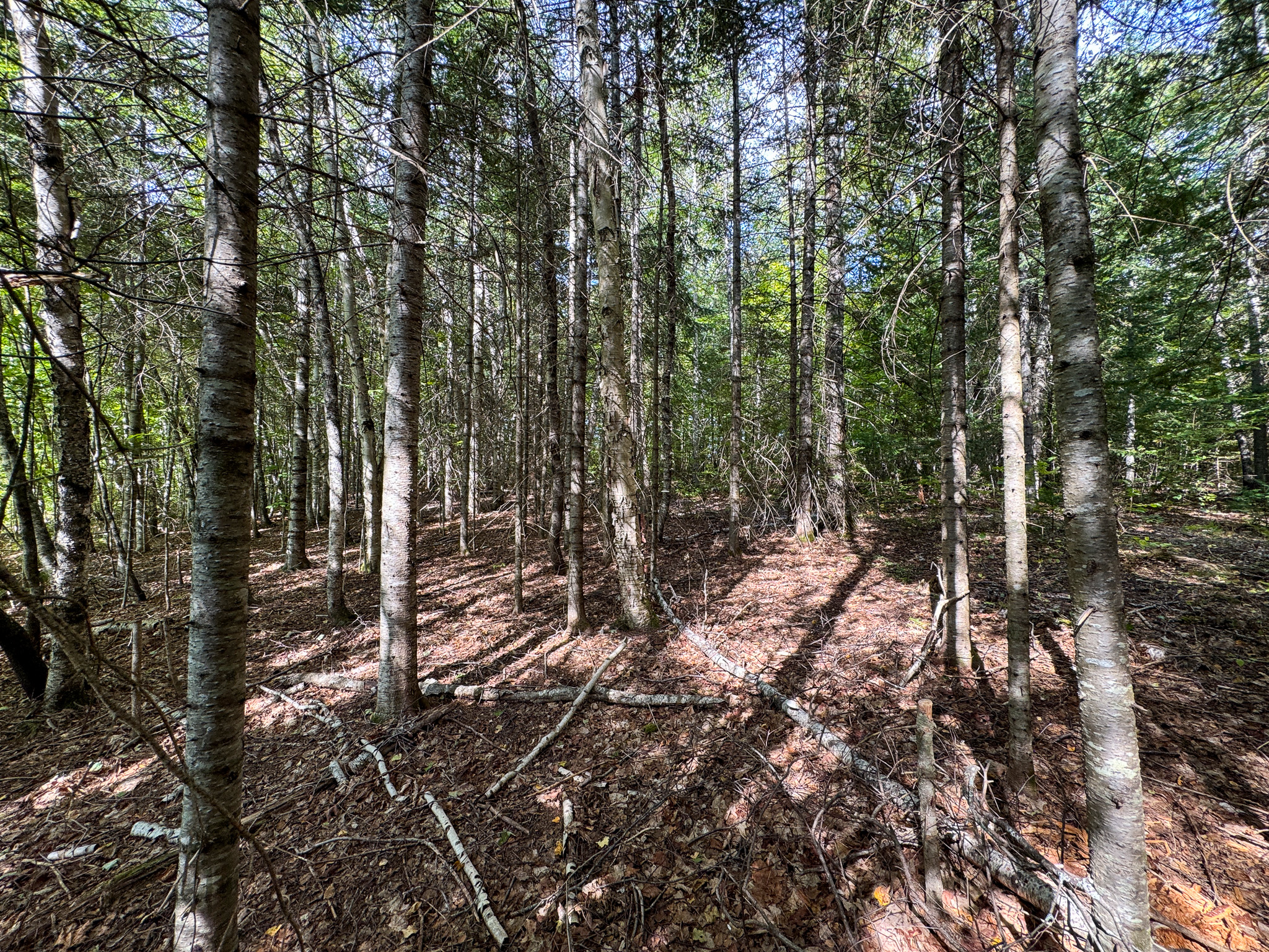 Off-Grid Log Home on 33.4 Acres