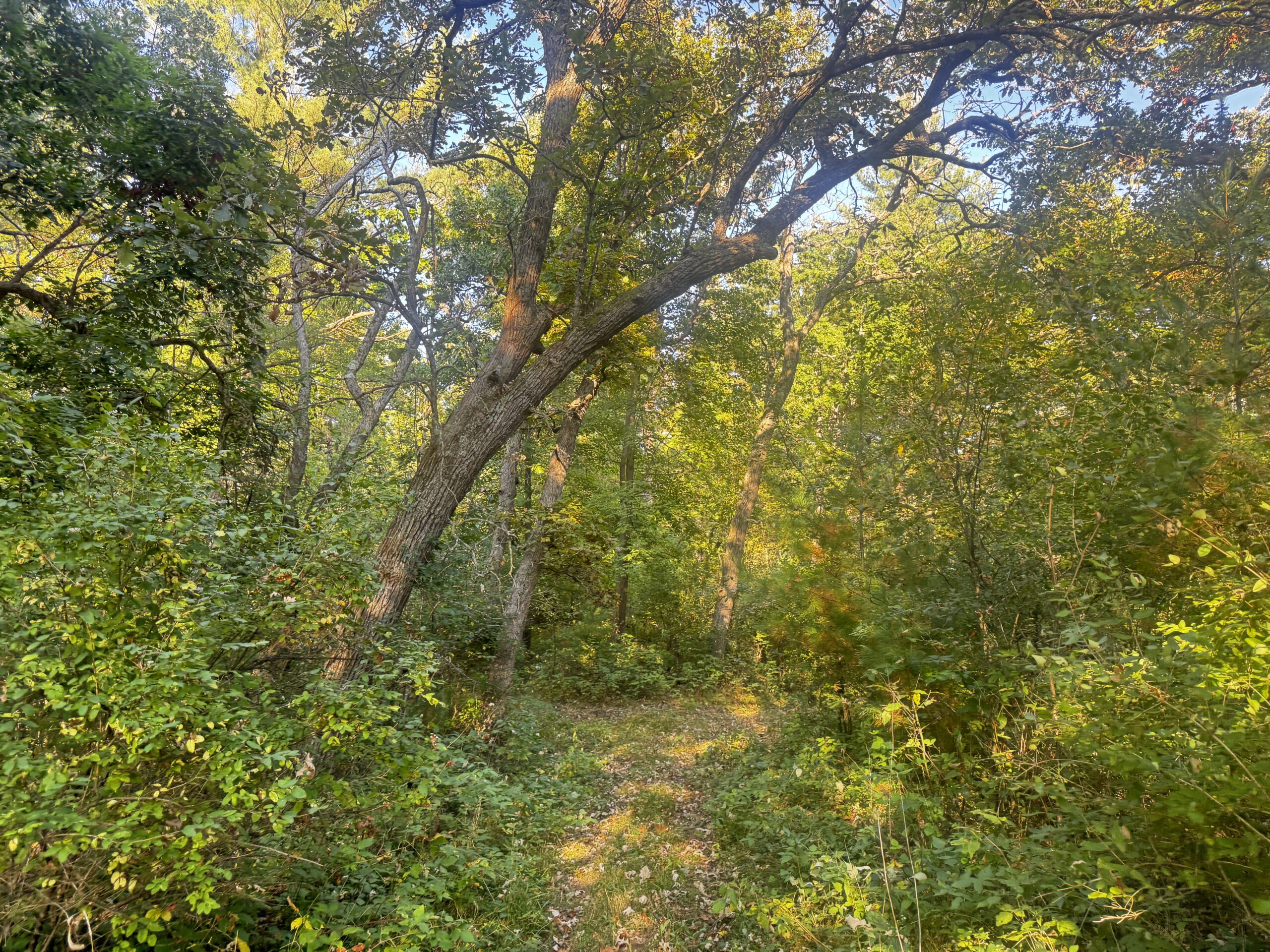 40 acres just north of Wisconsin Dells with abundant deer & turkey habitat
