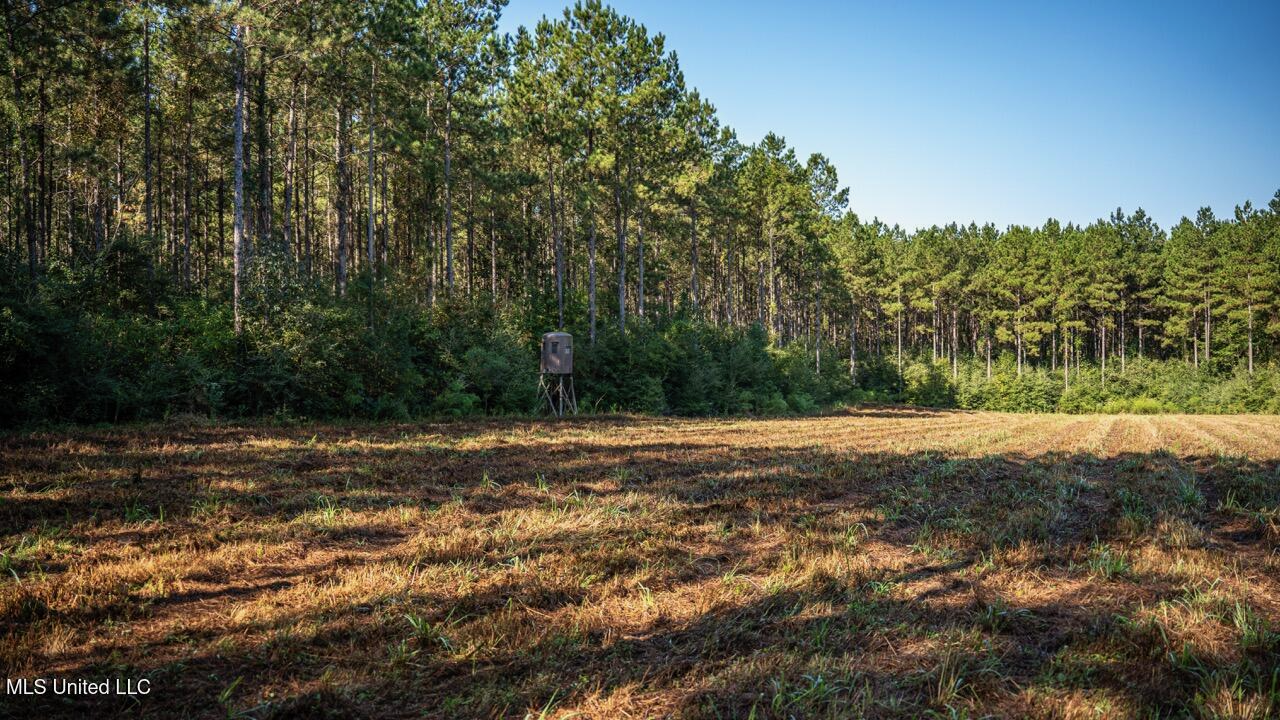 113 Acres Hunting Land with Home in Amite County, MS