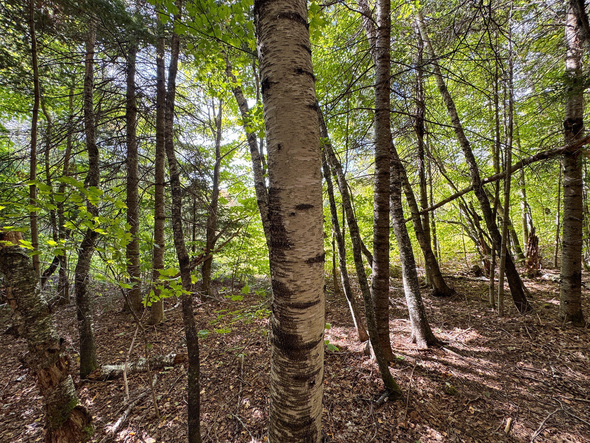 Off-Grid Log Home on 33.4 Acres