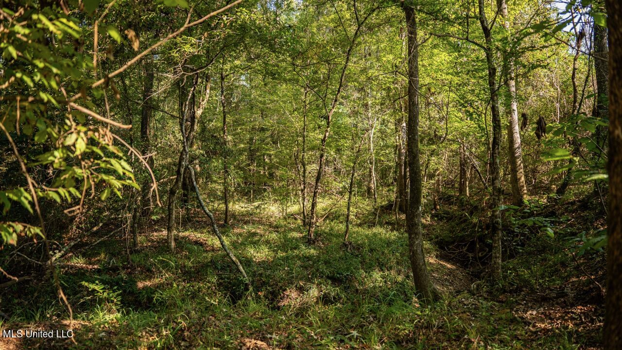 Cotton Creek 169 Acres for Sale in Amite County, MS