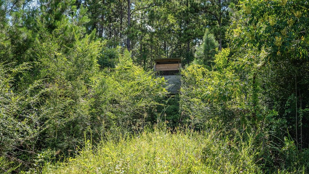 Gloster 38 – Hunting Land in Amite County, Mississippi