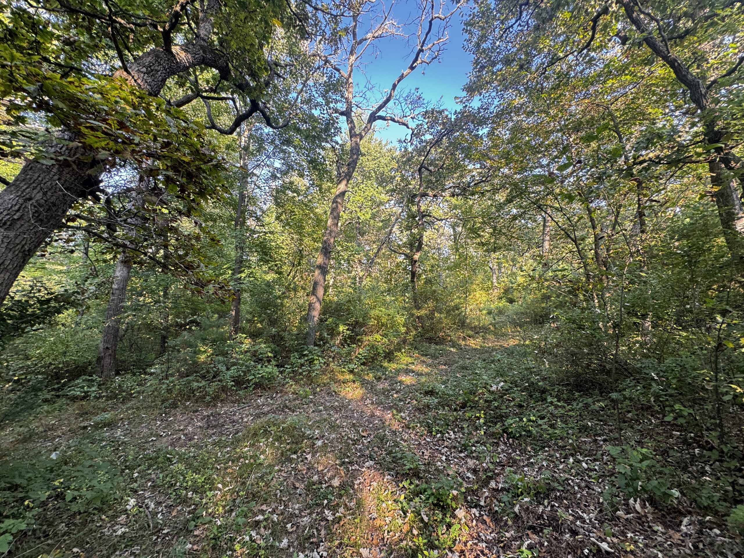 40 acres just north of Wisconsin Dells with abundant deer & turkey habitat