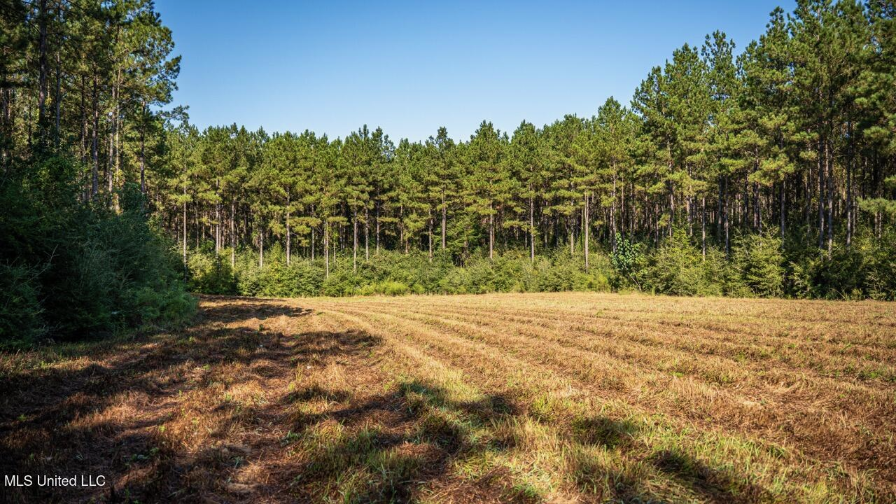 113 Acres Hunting Land with Home in Amite County, MS
