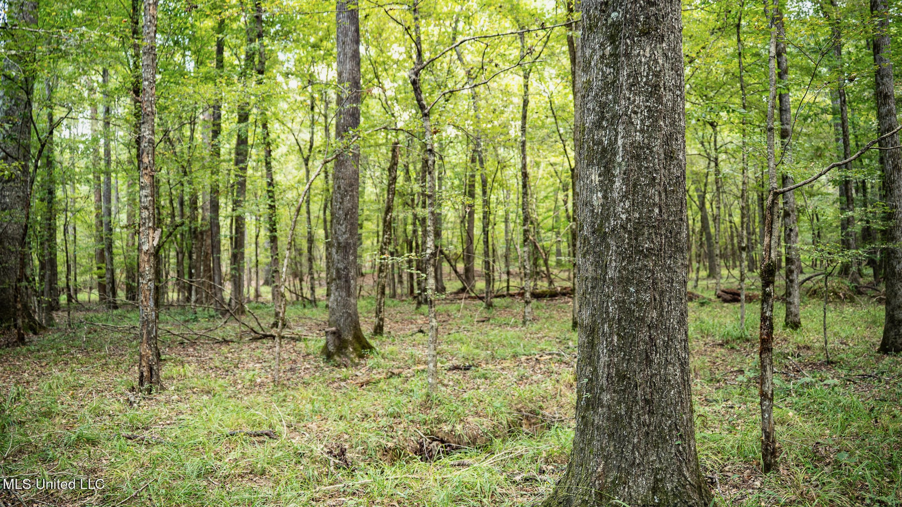 302 Acres in Hermanville, Claiborne County, MS Land