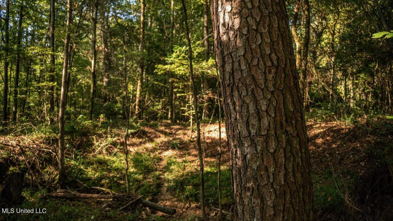Cotton Creek 169 Acres for Sale in Amite County, MS