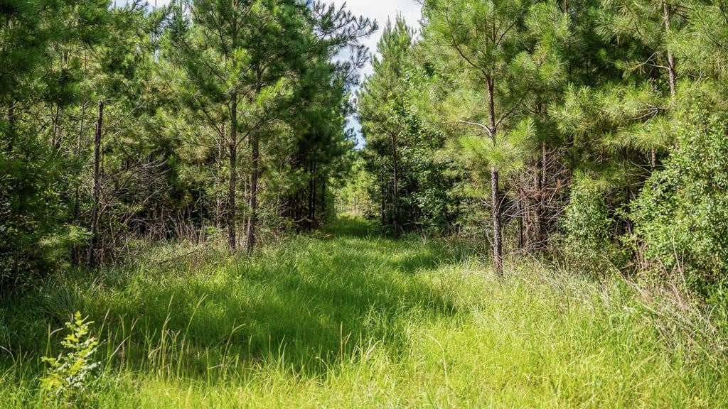 Gloster 38 – Hunting Land in Amite County, Mississippi