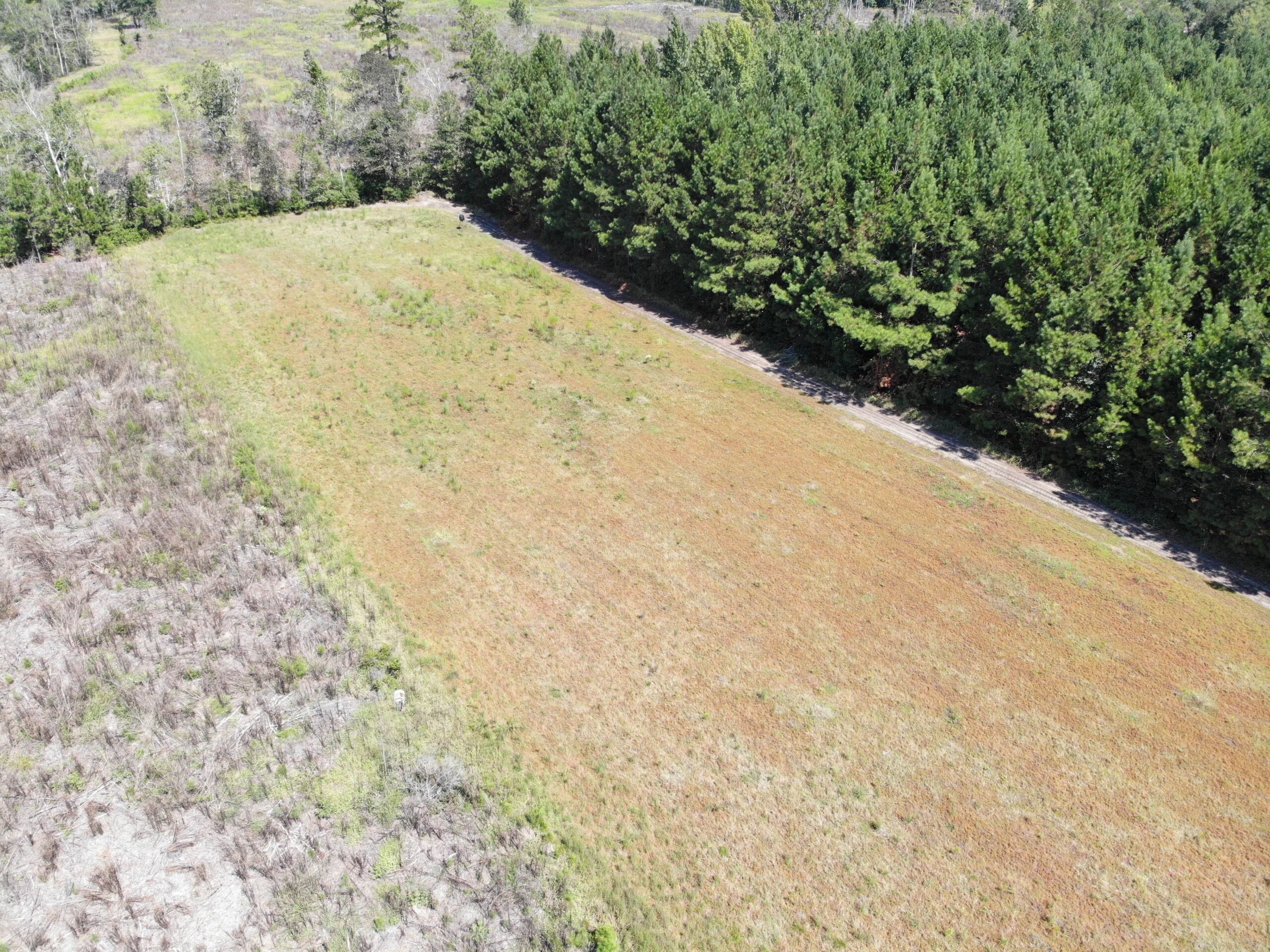 106+ acres of land for recreation, timber, and habitat management in Bamberg, SC!