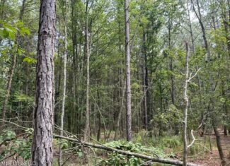 14+- Acre Homesite and Hunting Land for Sale Summit MS