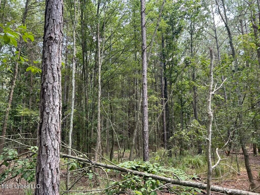 14+- Acre Homesite and Hunting Land for Sale Summit MS