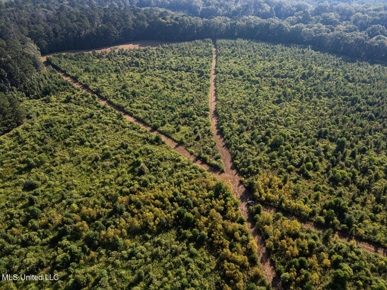 Cotton Creek 169 Acres for Sale in Amite County, MS