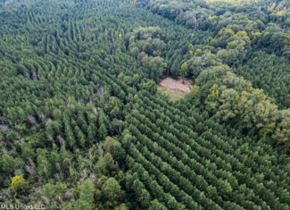 302 Acres in Hermanville, Claiborne County, MS Land