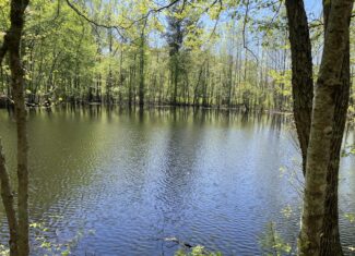 WOODED LAND FOR SALE IN TN, HUNTING LAND, LAND TO BUILD ON IN MCNAIRY COUNTY