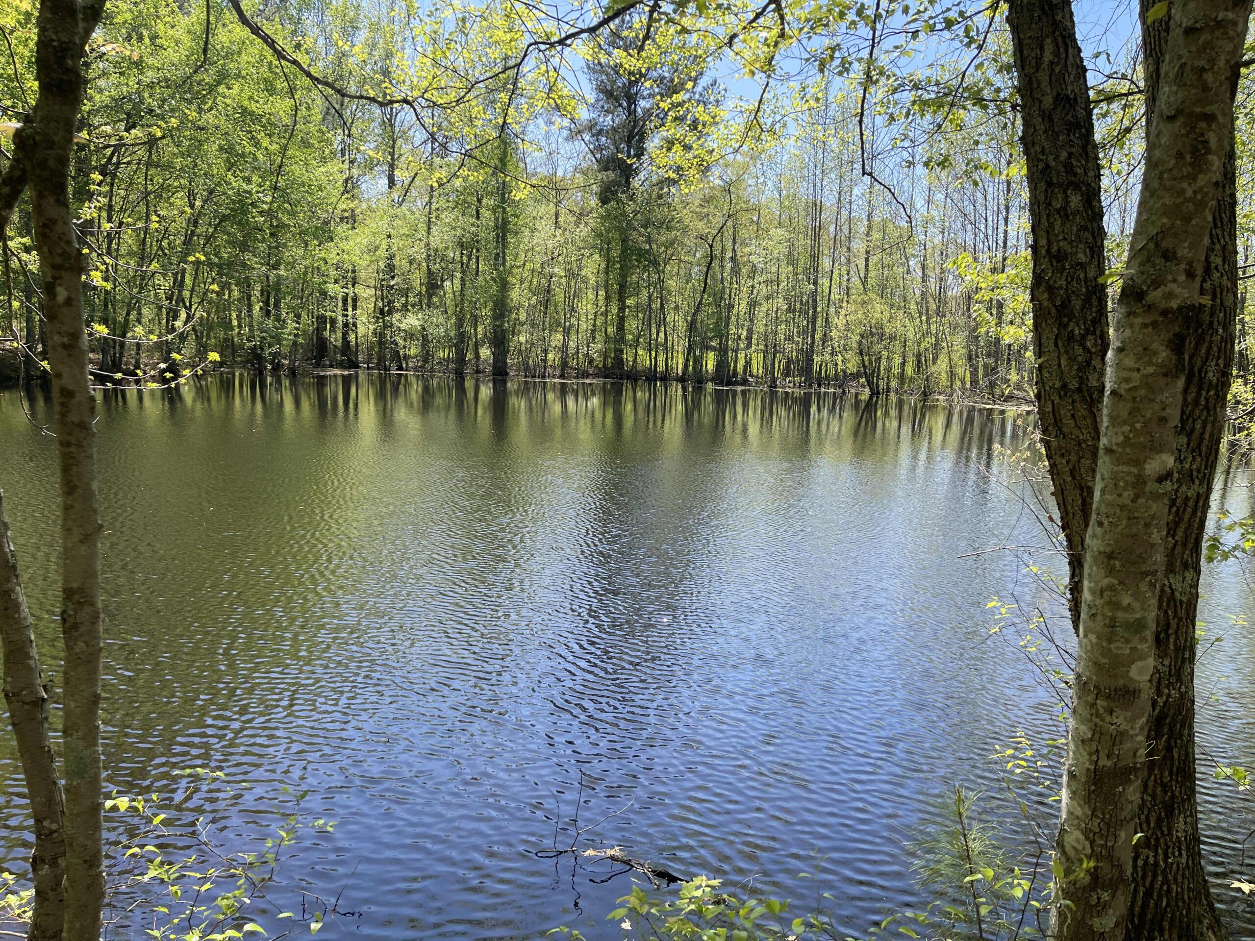 WOODED LAND FOR SALE IN TN, HUNTING LAND, LAND TO BUILD ON IN MCNAIRY COUNTY