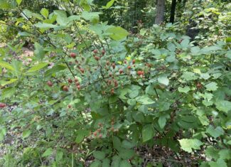 UNRESTRICTED LAND NEAR RIVER – DEER & TURKEY HUNTING
