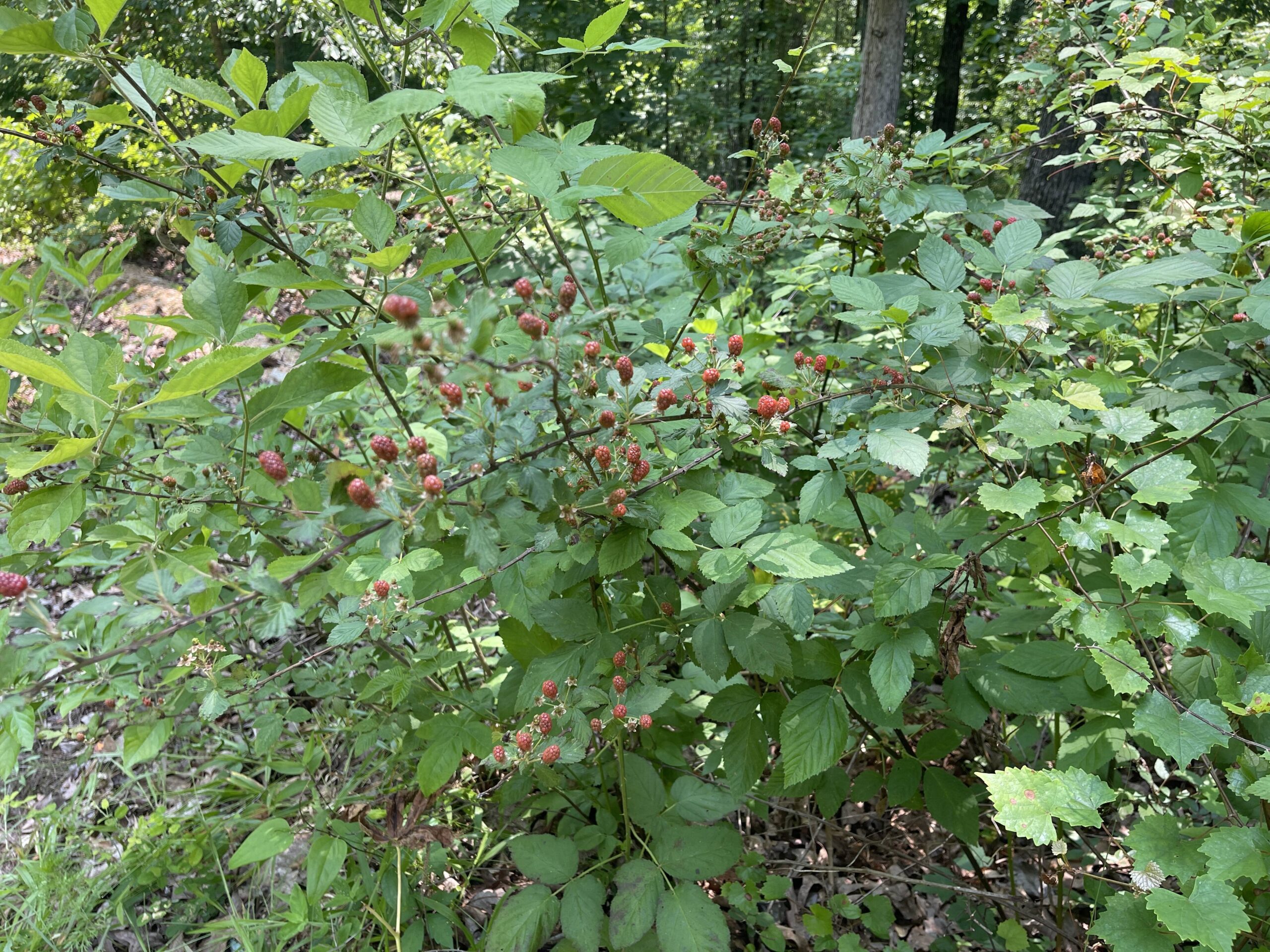 UNRESTRICTED LAND NEAR RIVER – DEER & TURKEY HUNTING