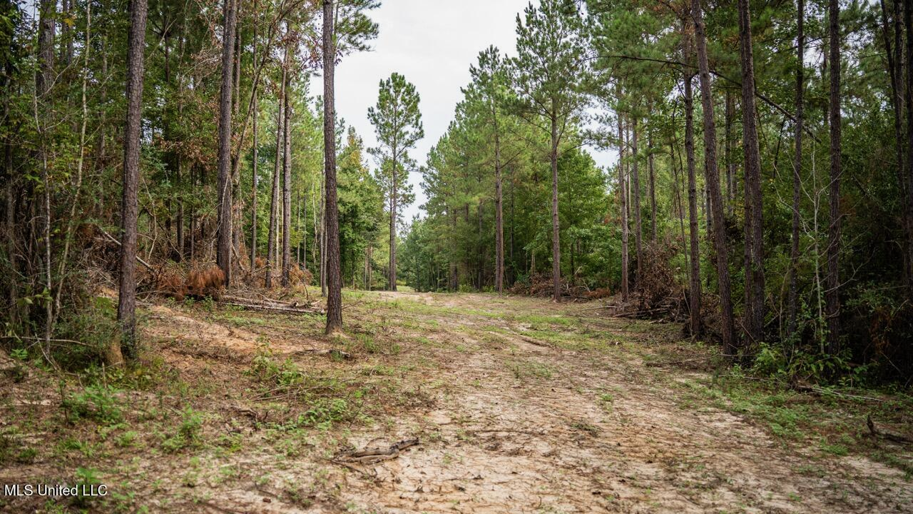 Ramsey Creek 67 Acres for Sale in Centreville, MS