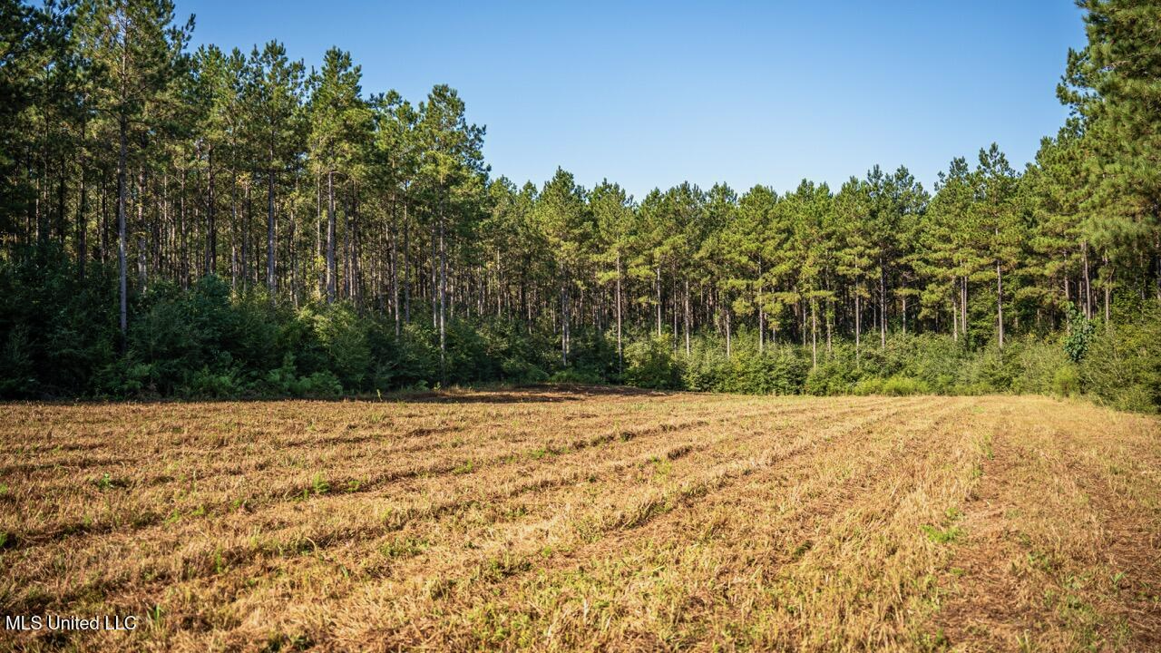 113 Acres Hunting Land with Home in Amite County, MS